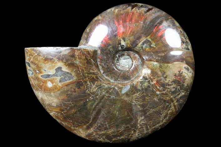 Flashy Red Iridescent Ammonite - Wide #81854
